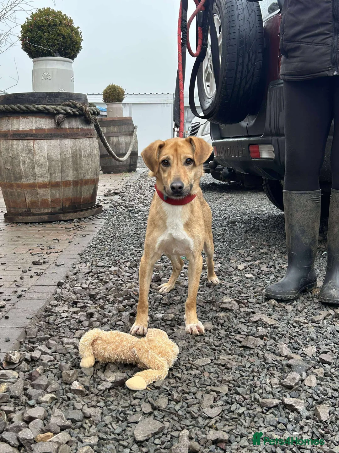 Mixed Breed dogs for adoption: OSCAR - Advert 1