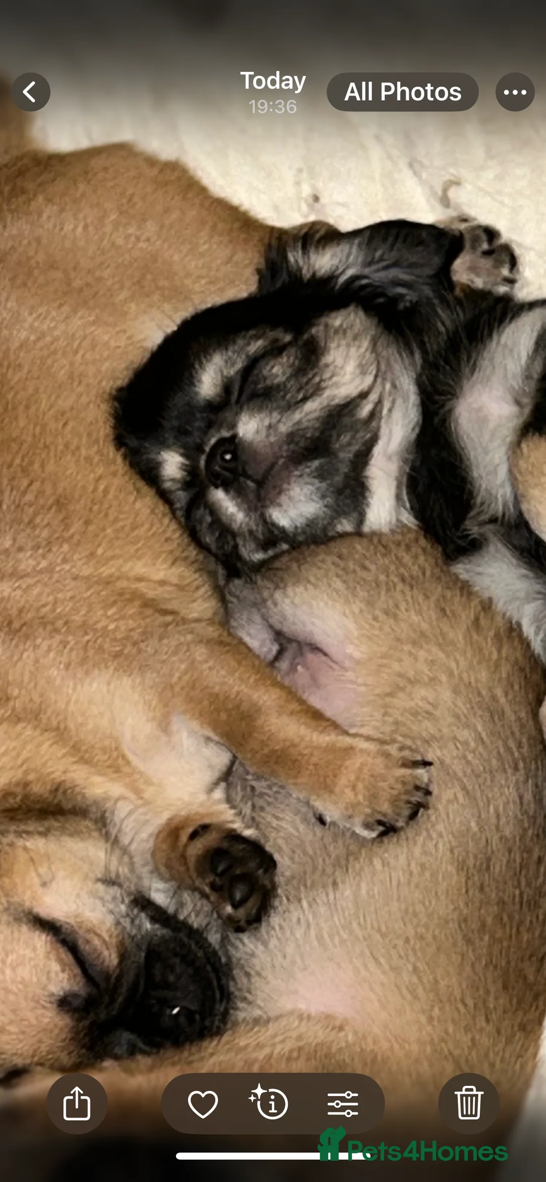 Chihuahua dogs for sale: Black and Tan girl - Advert 7