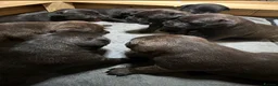 Staffordshire Bull Terrier dogs for sale: KC REGISTERED STAFFORDSHIRE BULL TERRIERS  - Advert 16