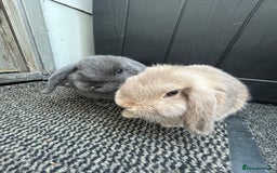 Mini Lop rabbits for sale: 2 mini lops - Image 9