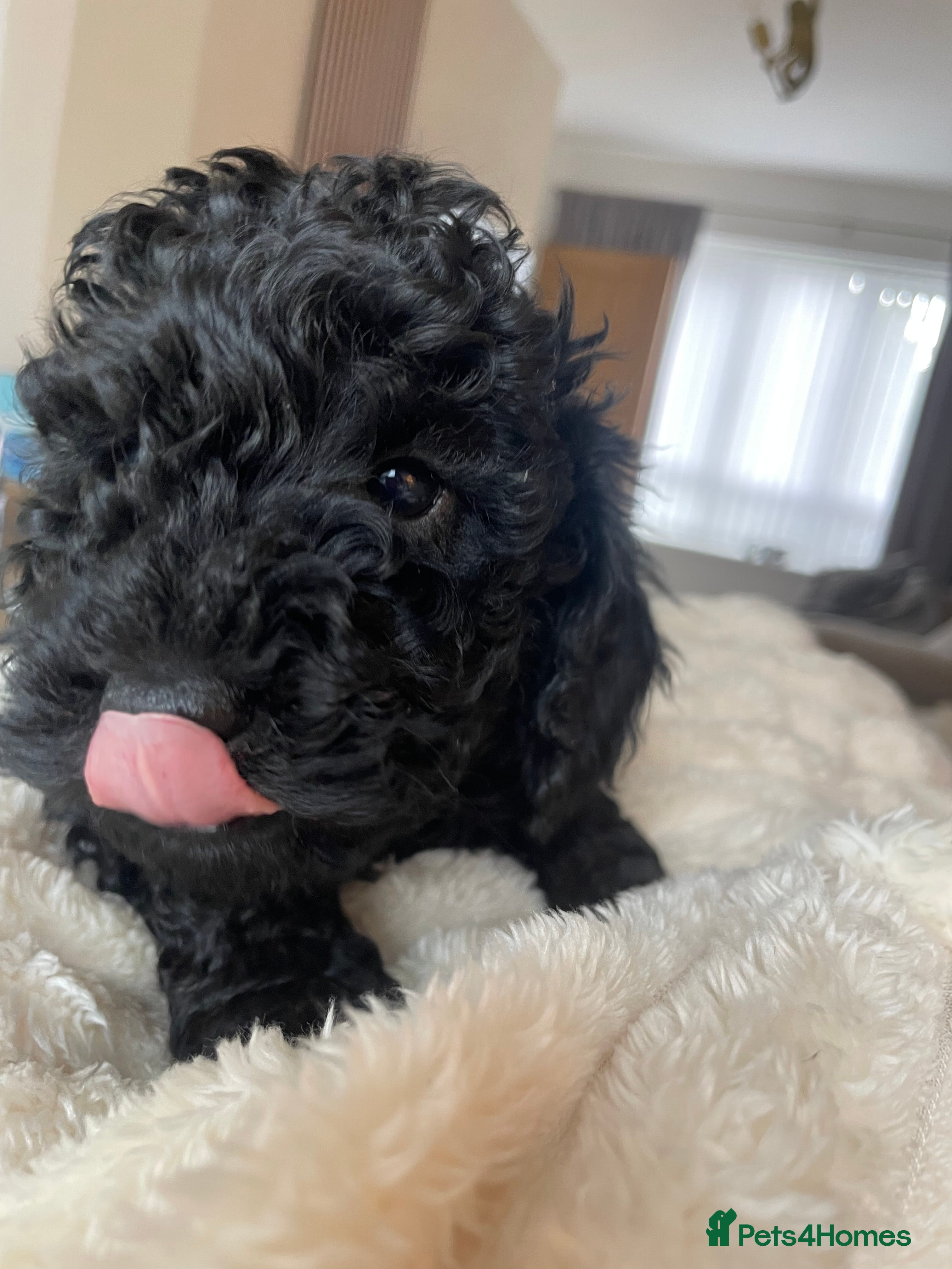 Miniature Poodle dogs Miniature Poodle DNA tested parents  - Advert 3