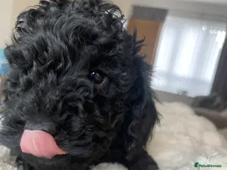 Miniature Poodle dogs Miniature Poodle DNA tested parents - Advert 3