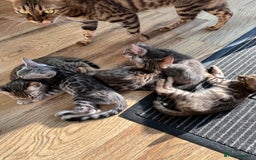 Bengal cats for sale: Pure breed bengals  - Image 4