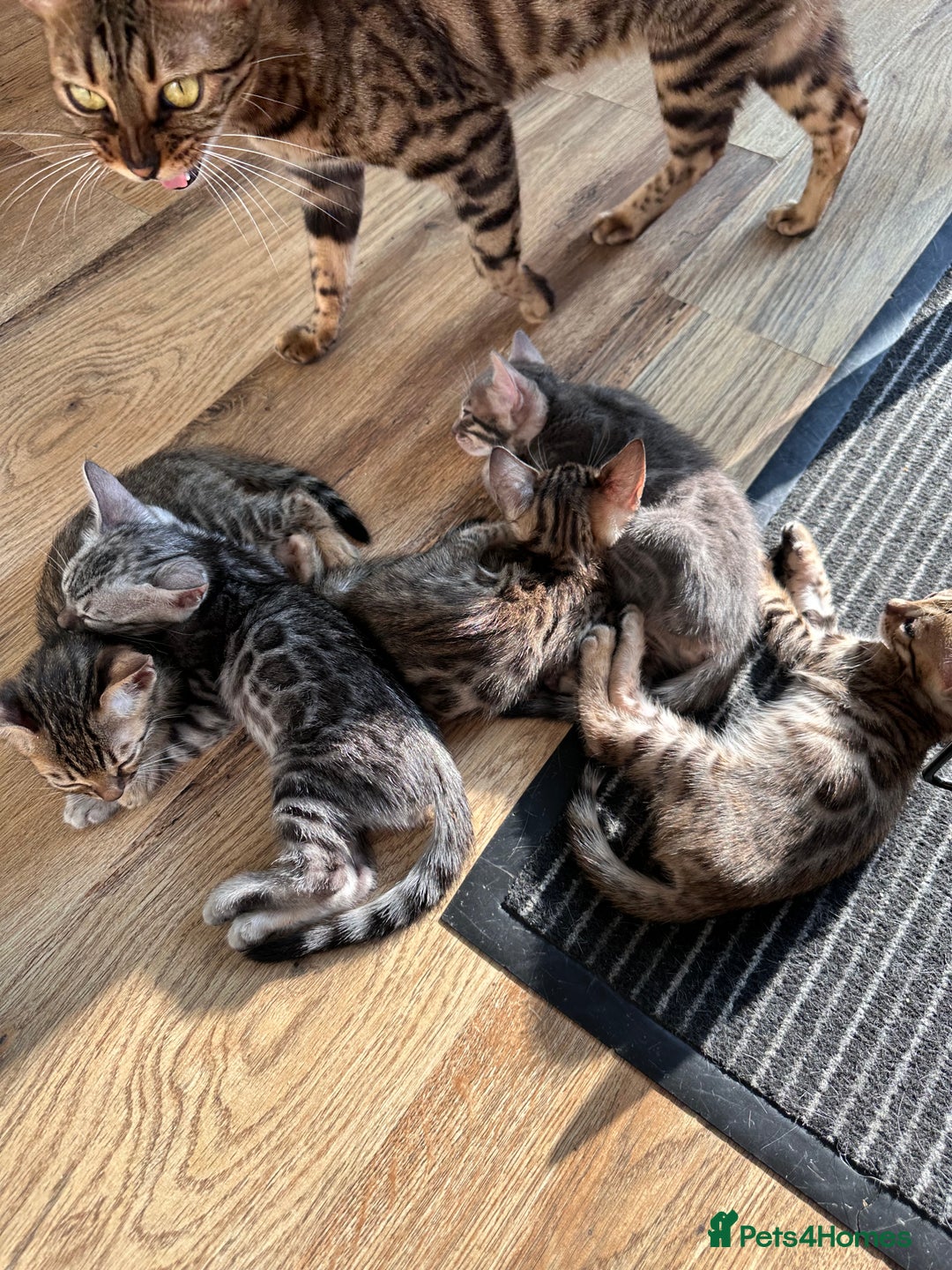 Bengal cats for sale: Pure breed bengals  - Image 4