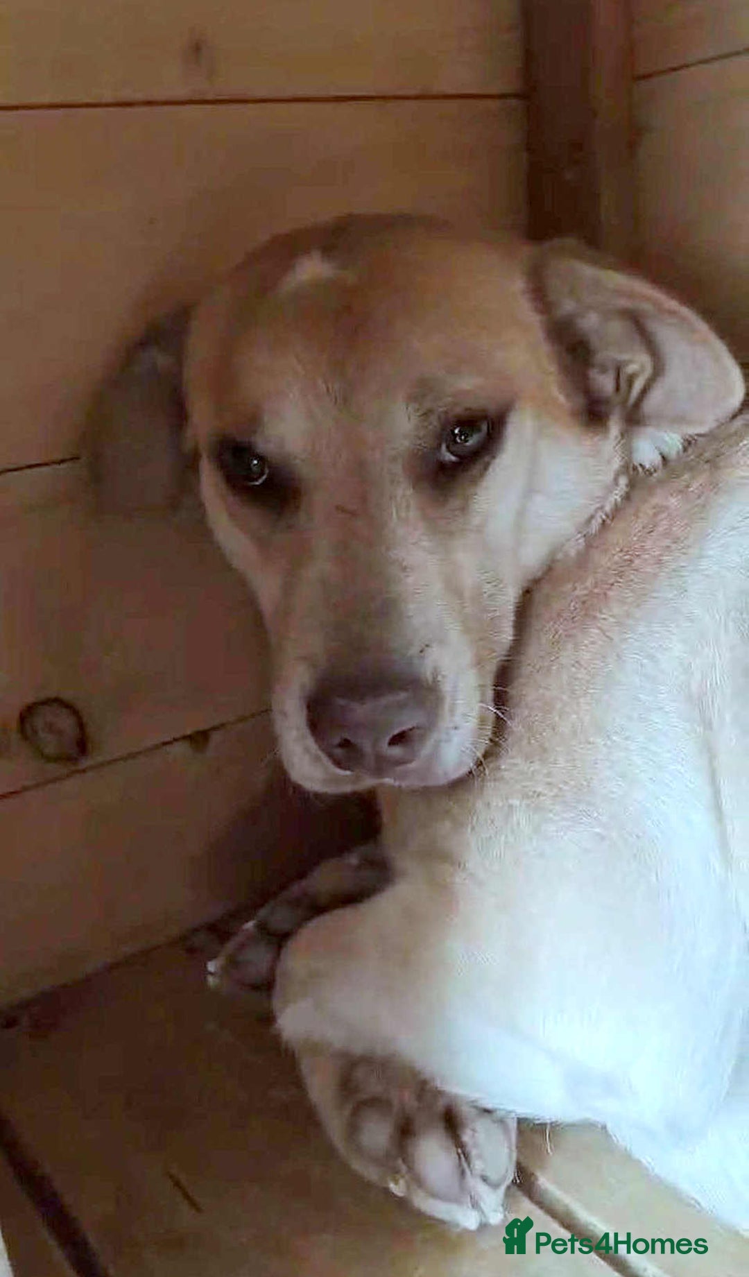 Mixed Breed dogs for adoption: 🐾Luna – a small Lab-type girl longing for love ❤️ - Advert 7