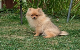 Pomeranian dogs for sale: Last two girls available. Tiny, Rare Pomeranian in Boston - Image 9
