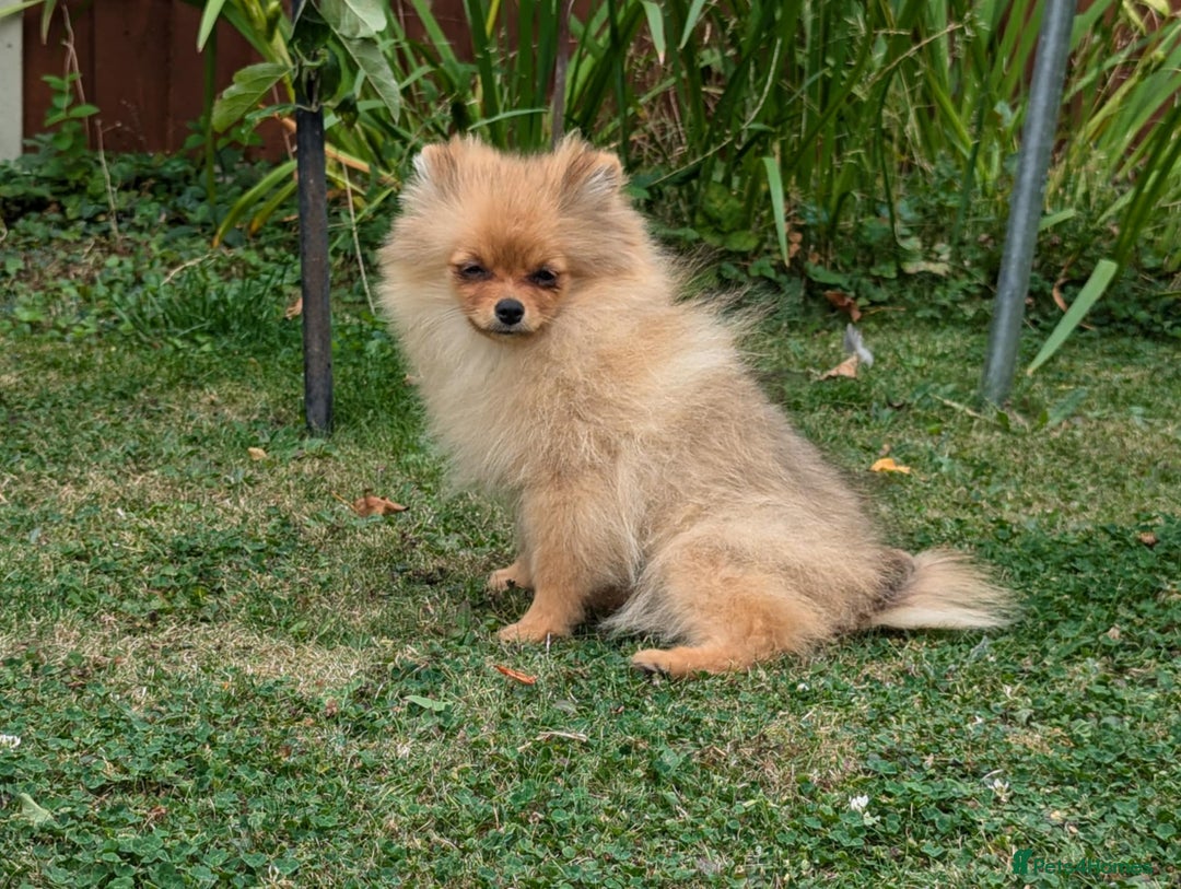 Pomeranian dogs for sale: Last two girls available. Tiny, Rare Pomeranian in Boston - Image 9