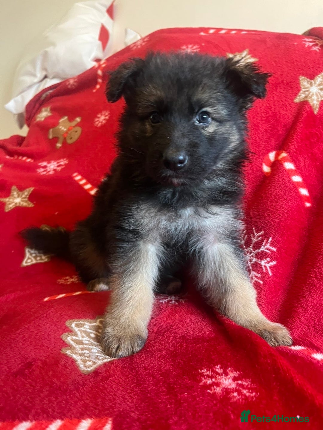 German Shepherd dogs for sale: German shepherd puppies  - Advert 9