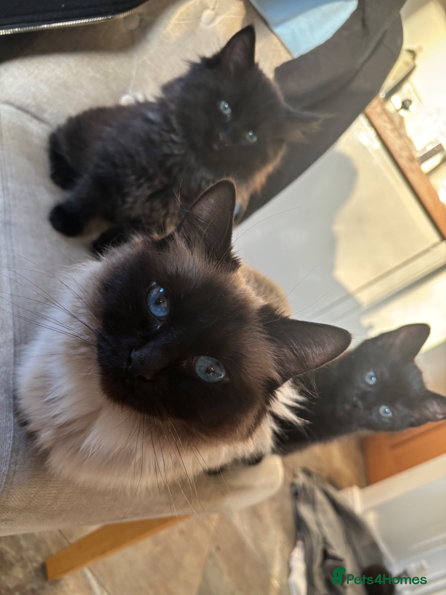 Mixed Breed cats Ragdoll x Russian Blue Kittens - Advert 1