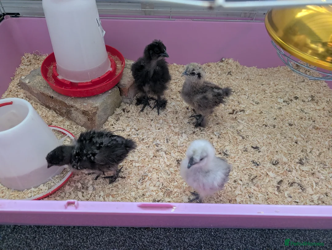 Chickens poultry for sale: 4x 5-6 week old Silkies looking for their home.  - Advert 1