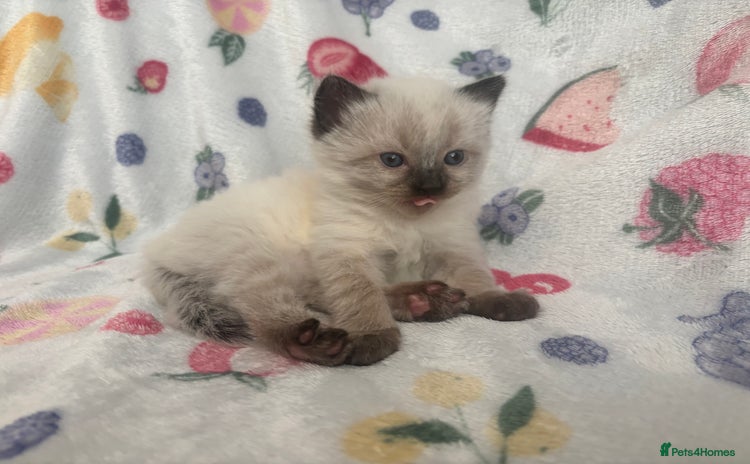 Mixed Breed cats - Advert 10
