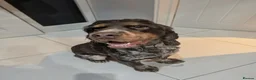 Cocker Spaniel dogs for sale: SPECIAL HOME WANTED FOR SOL - 2Yr COCKER SPANIEL - Advert 2
