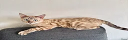 Bengal cats for sale: Snow Mink TICA active Bengal  - Advert 1