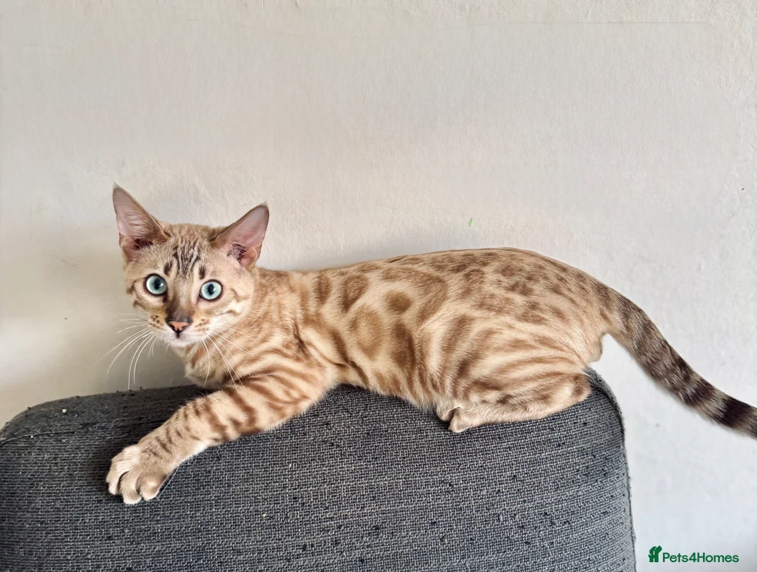 Bengal cats for sale: Snow Mink TICA active Bengal  - Advert 1