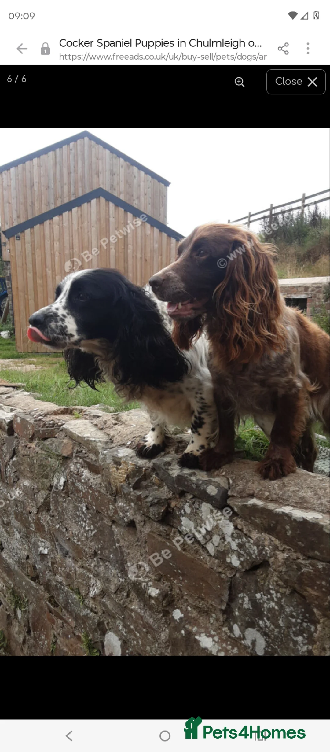 Cocker Spaniel dogs for sale: Cocker spaniel boy 4 months  - Advert 2