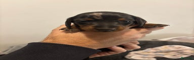 Dachshund Puppy 2