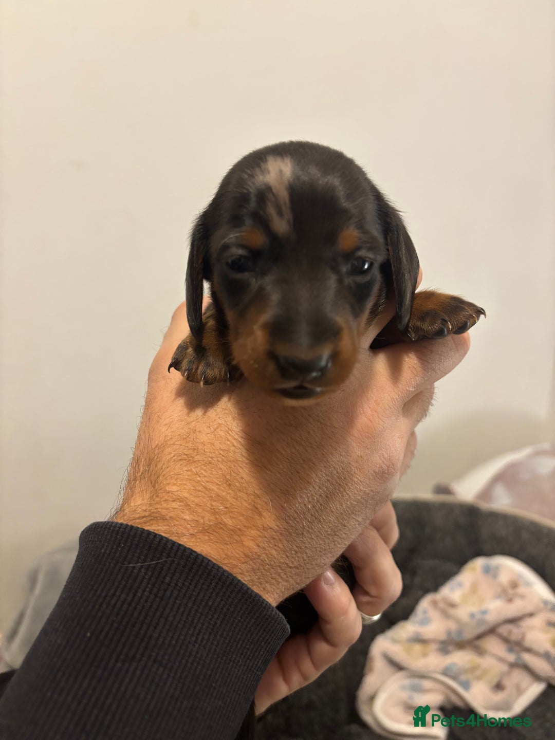 Dachshund dogs for sale: Dachshund puppies for sale - Advert 2