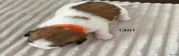 Shih Tzu dogs for sale: Beautiful Shih Tzu puppies  - Advert 13