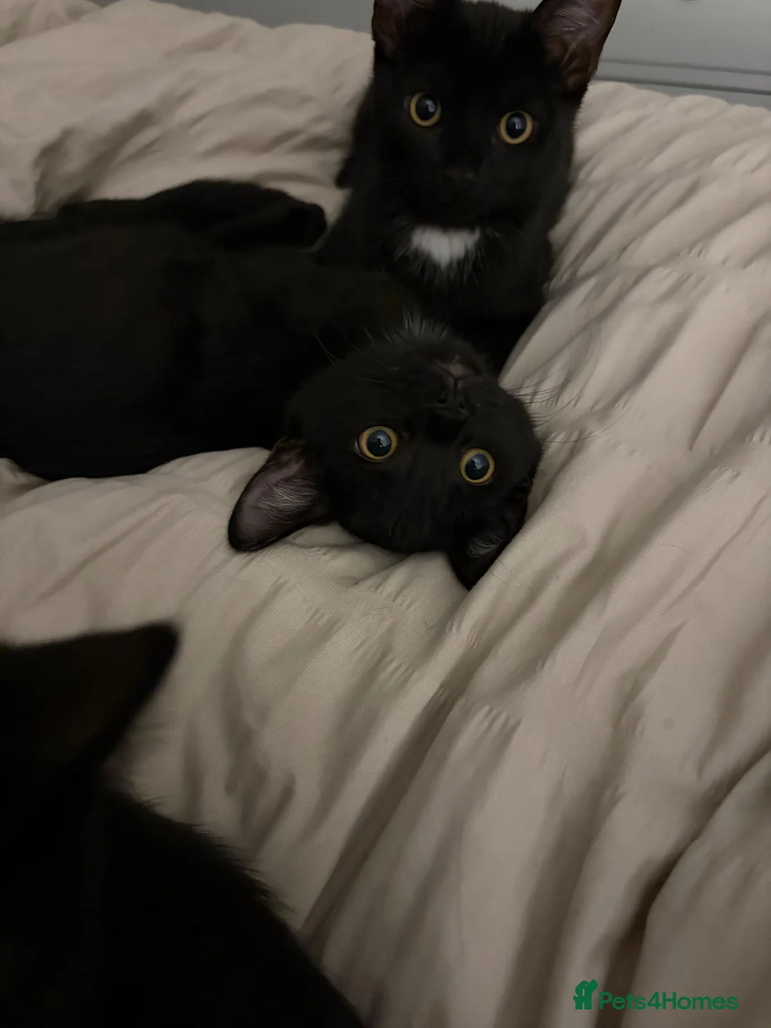Mixed Breed cats for sale: Male & Female kittens needing a home in Chichester - Advert 3