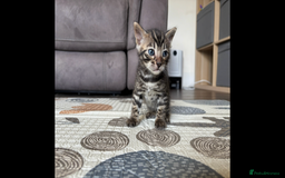 Bengal cats for sale: 4 Rare Tica Registered Bengal Kittens - Image 16