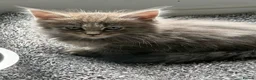 Mixed Breed cats for sale: Beautiful Maine coon cross kittens  - Advert 7