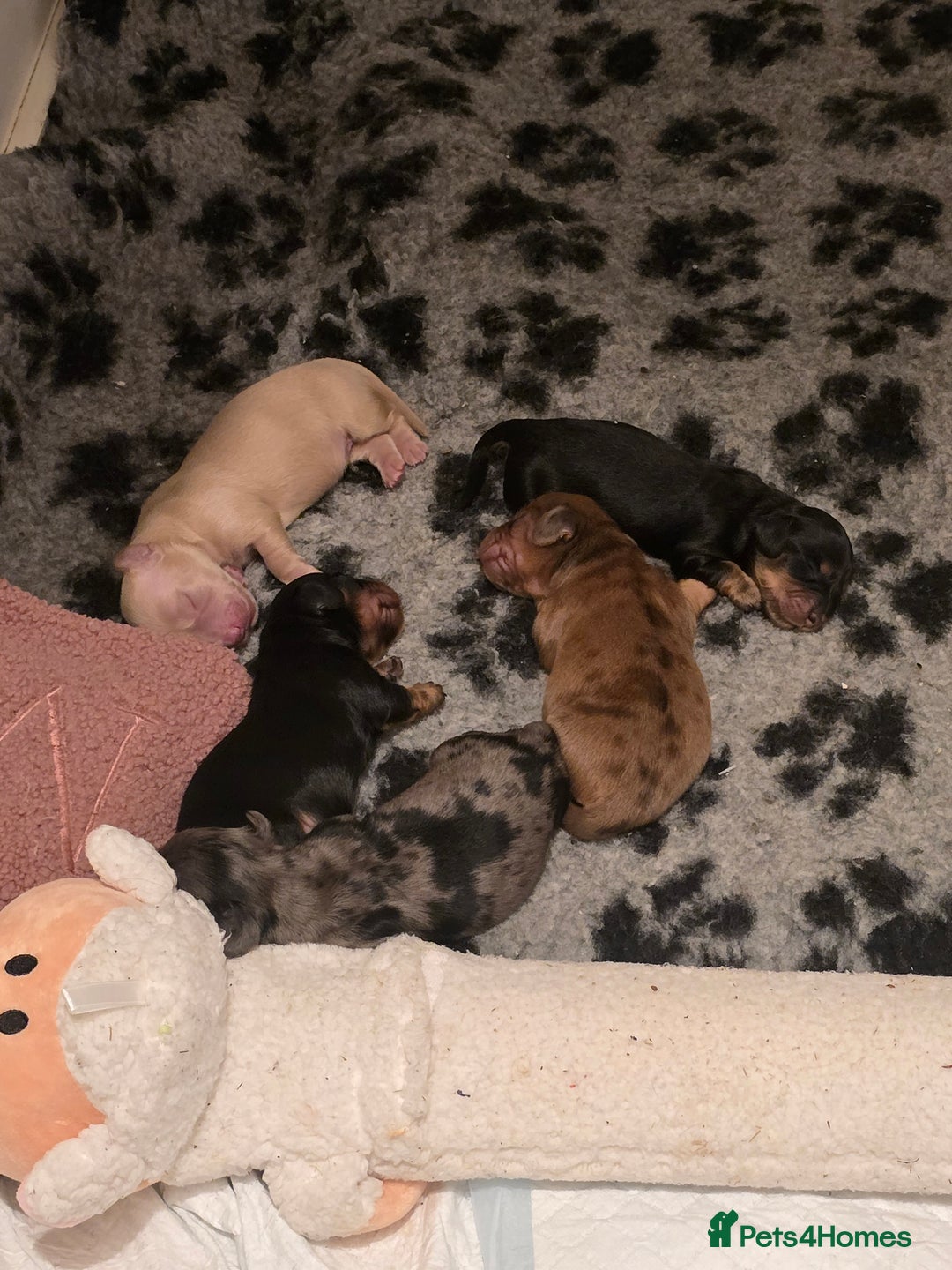 Miniature Dachshund dogs for sale: Long haired Miniature Dachshund - Advert 4