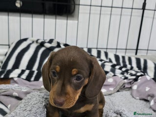 Miniature Dachshund dogs - Advert 3