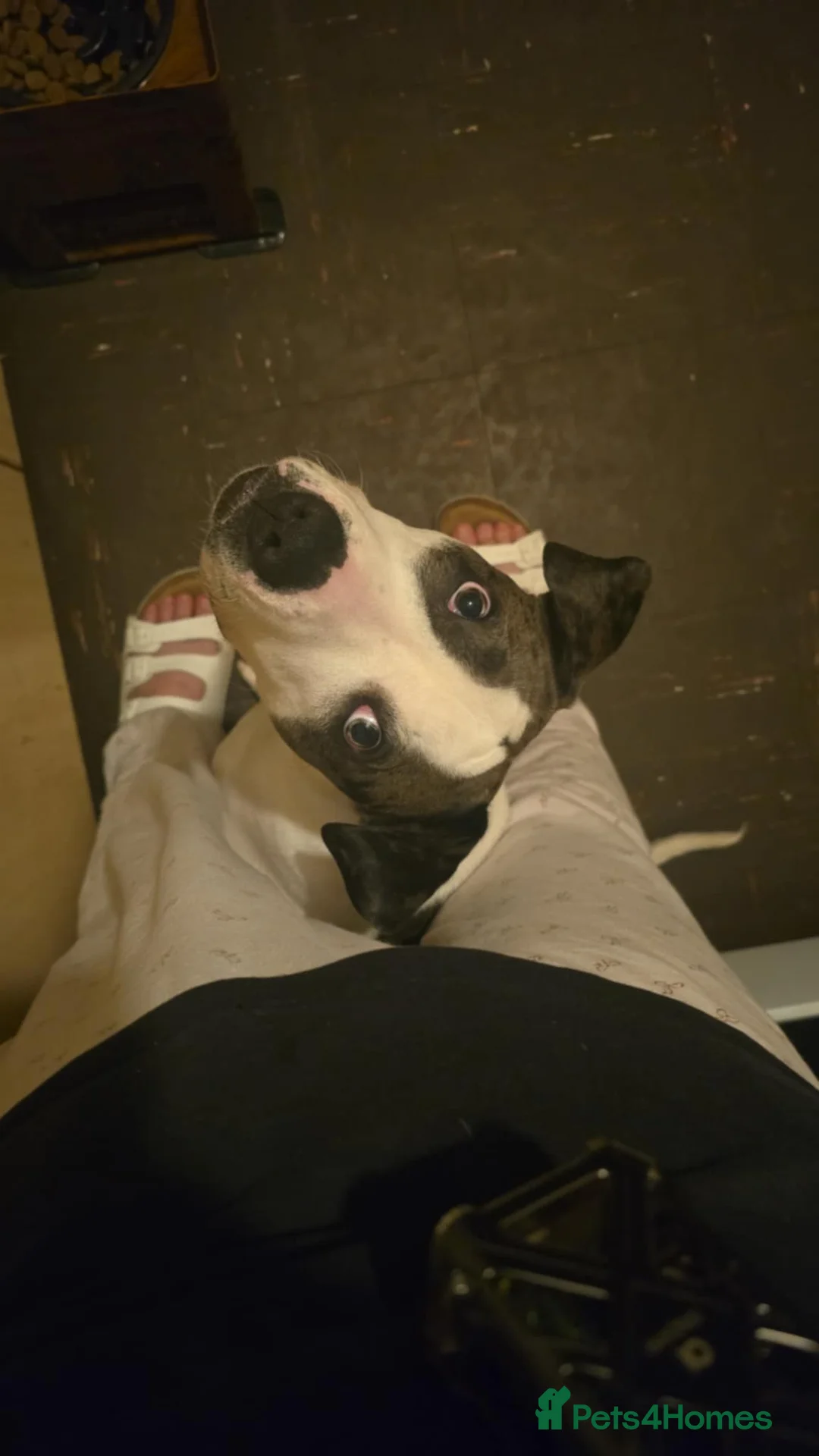 Mixed Breed dogs for sale: Alpha blue bloodline bulldog mixed  - Advert 3