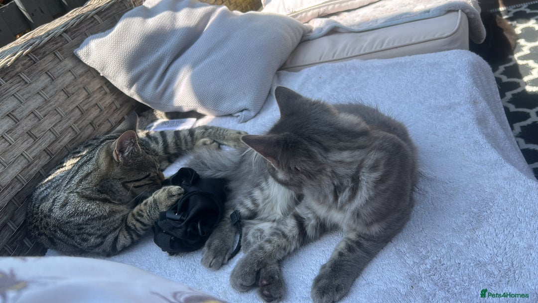 Mixed Breed cats for sale: 4 beautiful black kittens for sale - Image 3