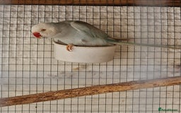 Ringnecks birds for sale: Adult Ringnecks - Image 9