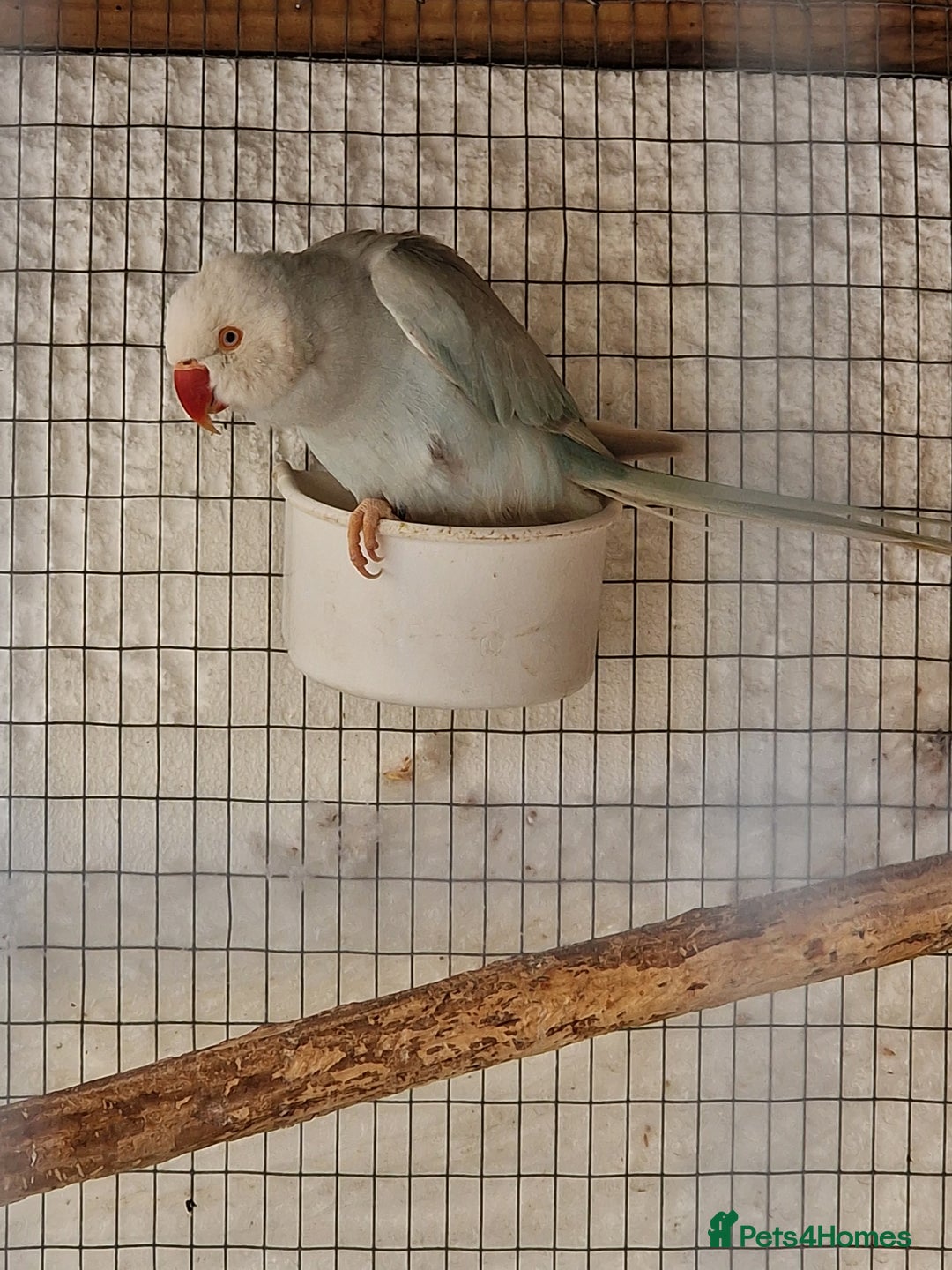 Ringnecks birds for sale: Adult Ringnecks - Image 9