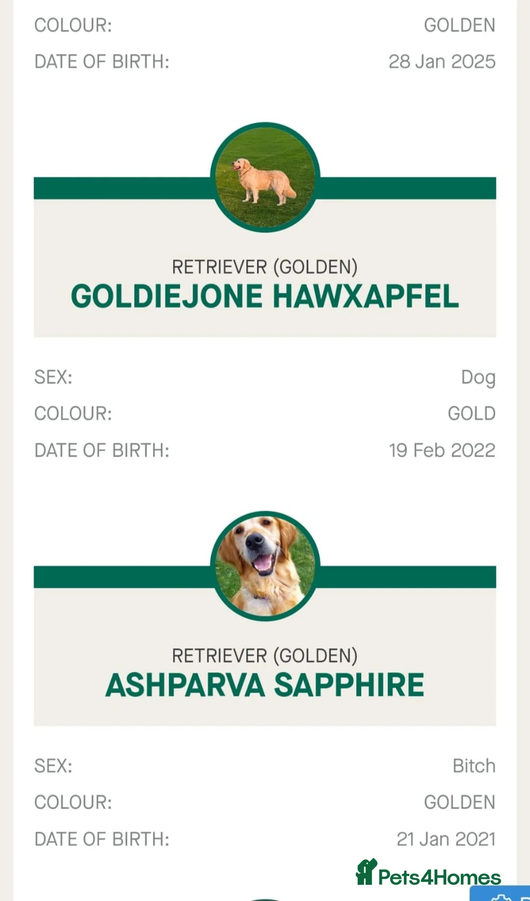 Golden Retriever dogs for sale: Gorgeous KC full pedigree golden retrievers  - Advert 14