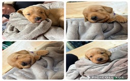 Labrador Retriever dogs for sale: Labrador’s  - Image 2