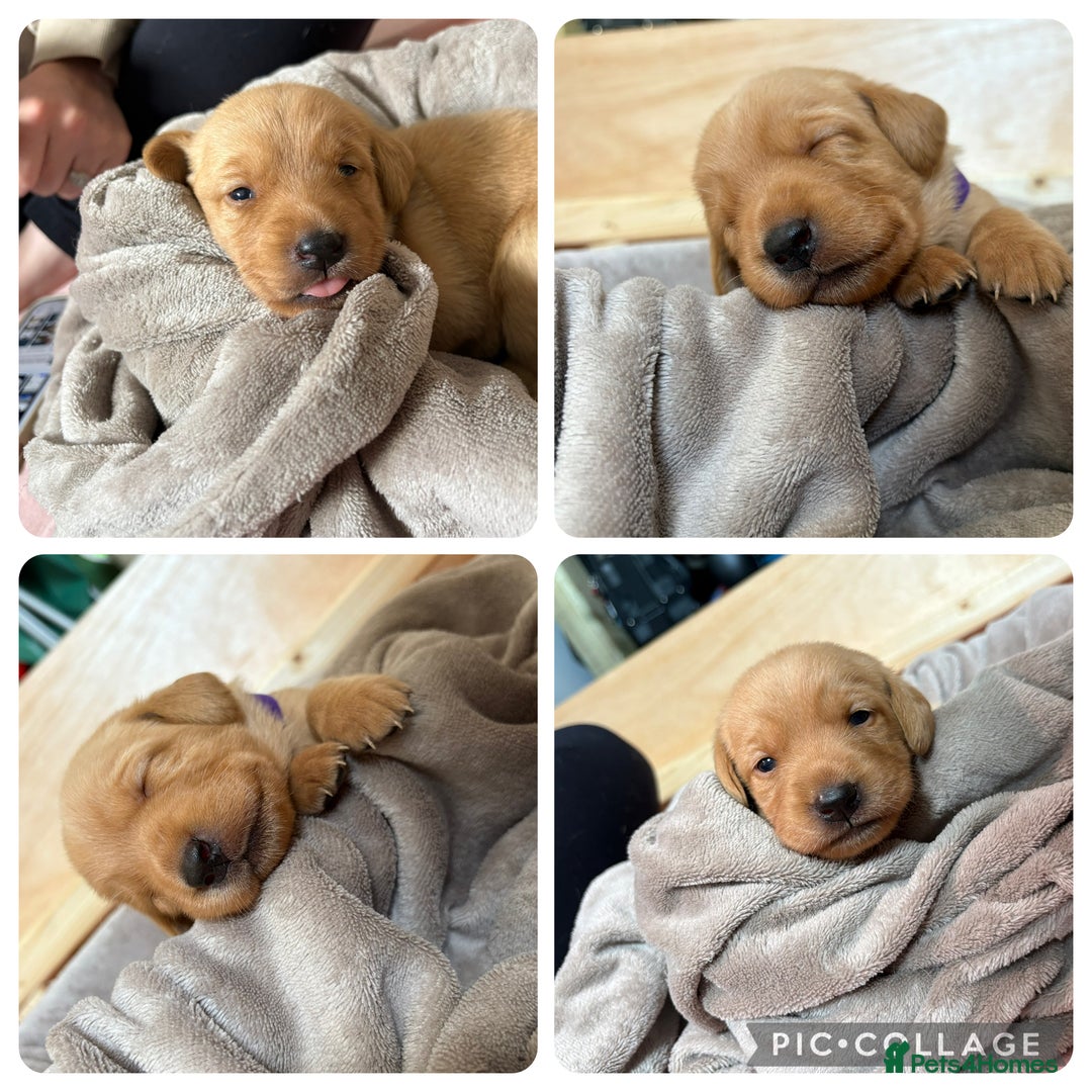 Labrador Retriever dogs for sale: Labrador’s  - Image 2