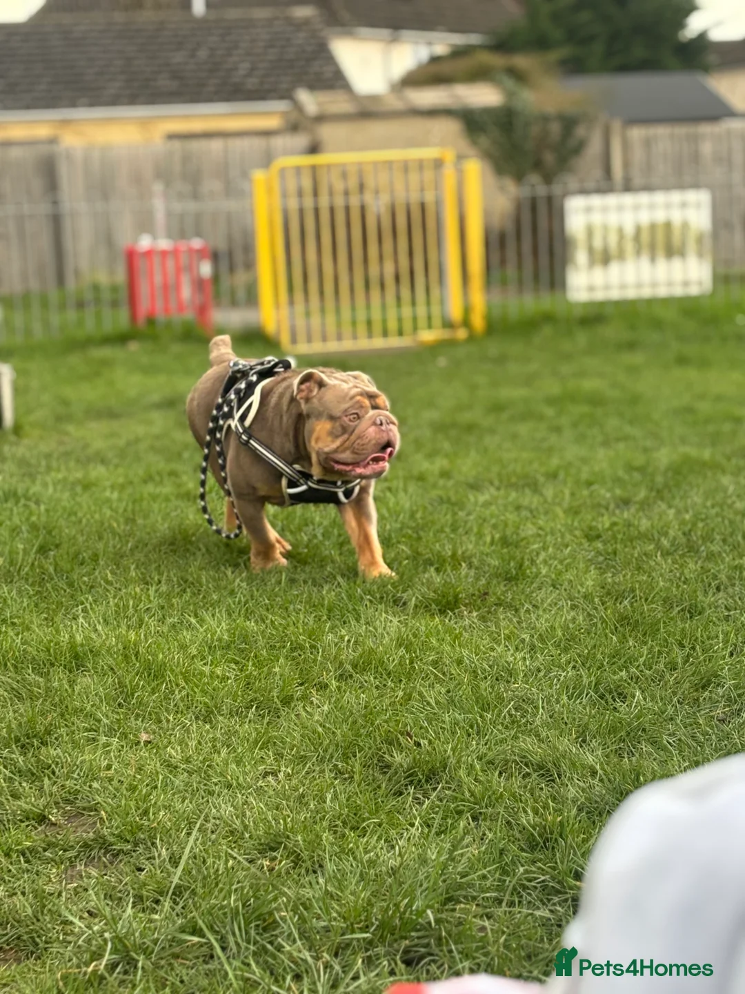 English Bulldog dogs for sale: Chunky the English bulldog  - Advert 1