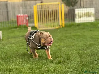 English Bulldog dogs Chunky the English bulldog - Advert 2