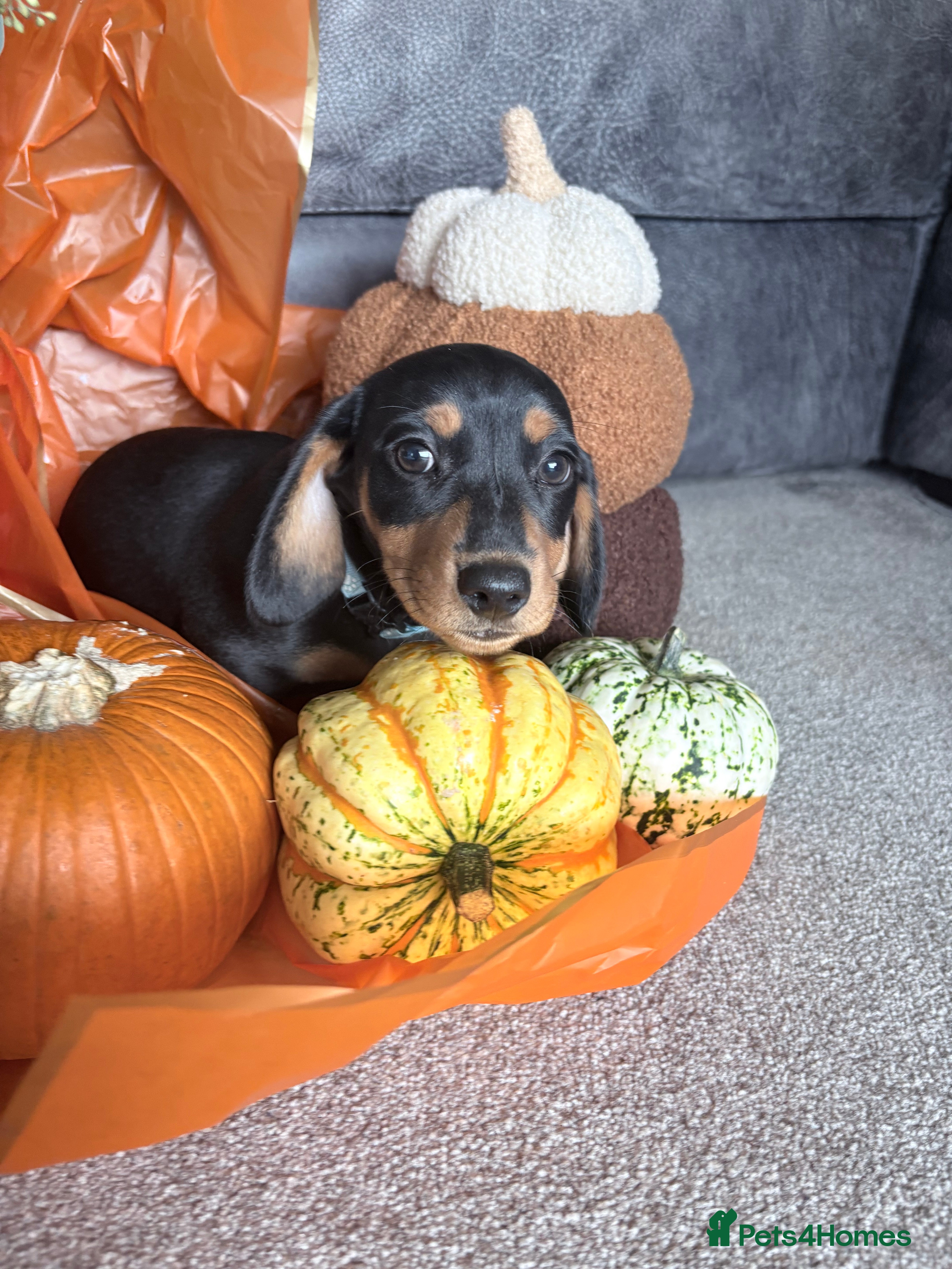 Miniature Dachshund dogs for sale: Beautiful Miniature Daschund’s Male 9 weeks old  - Advert 2