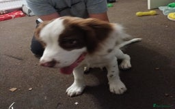 English Springer Spaniel dogs for sale: Sprinter spaniel  - Image 5