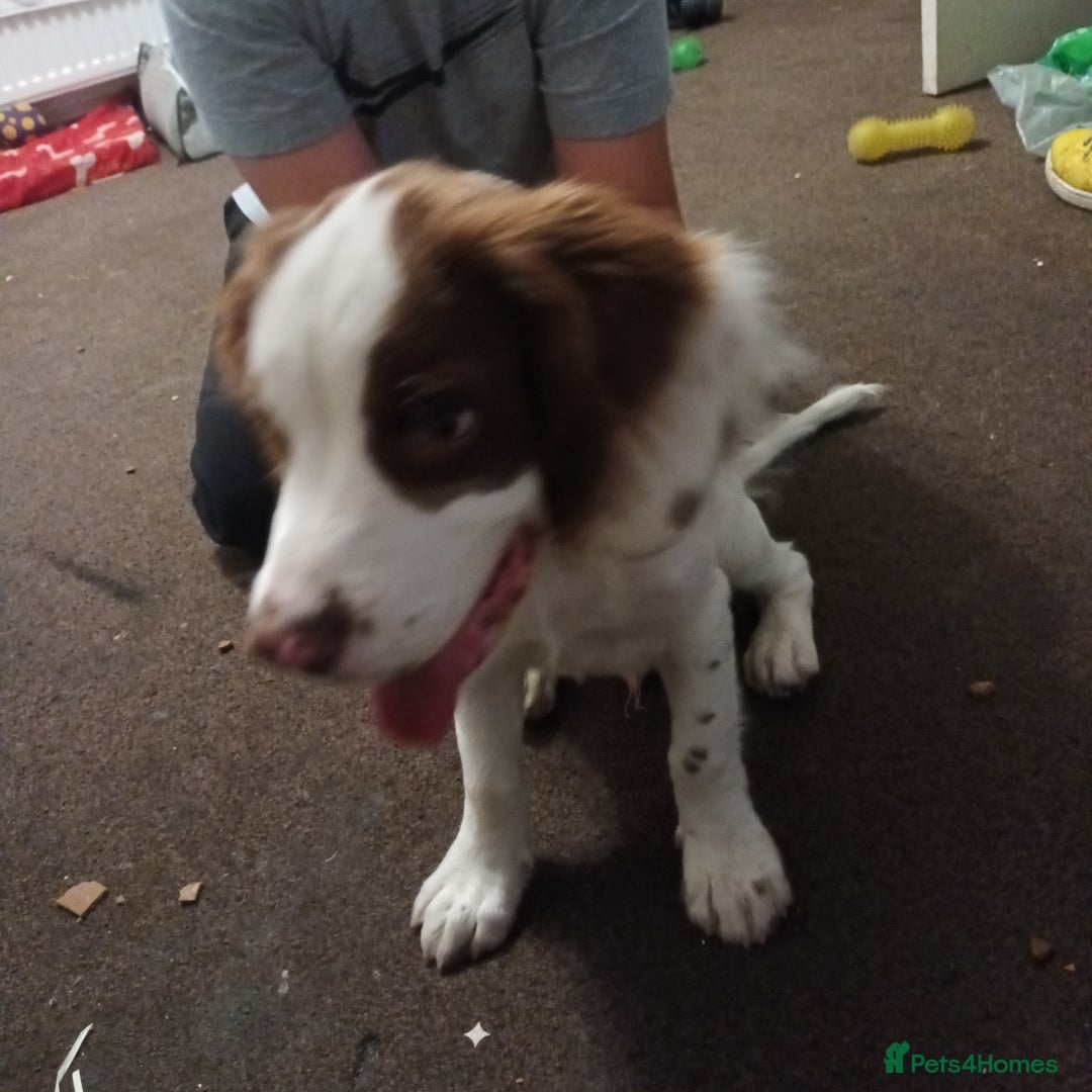 English Springer Spaniel dogs for sale: Sprinter spaniel  - Image 5