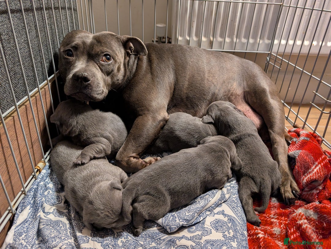 Staffordshire Bull Terrier dogs for sale: KC registered beautiful staffies puppies to sell - Advert 2