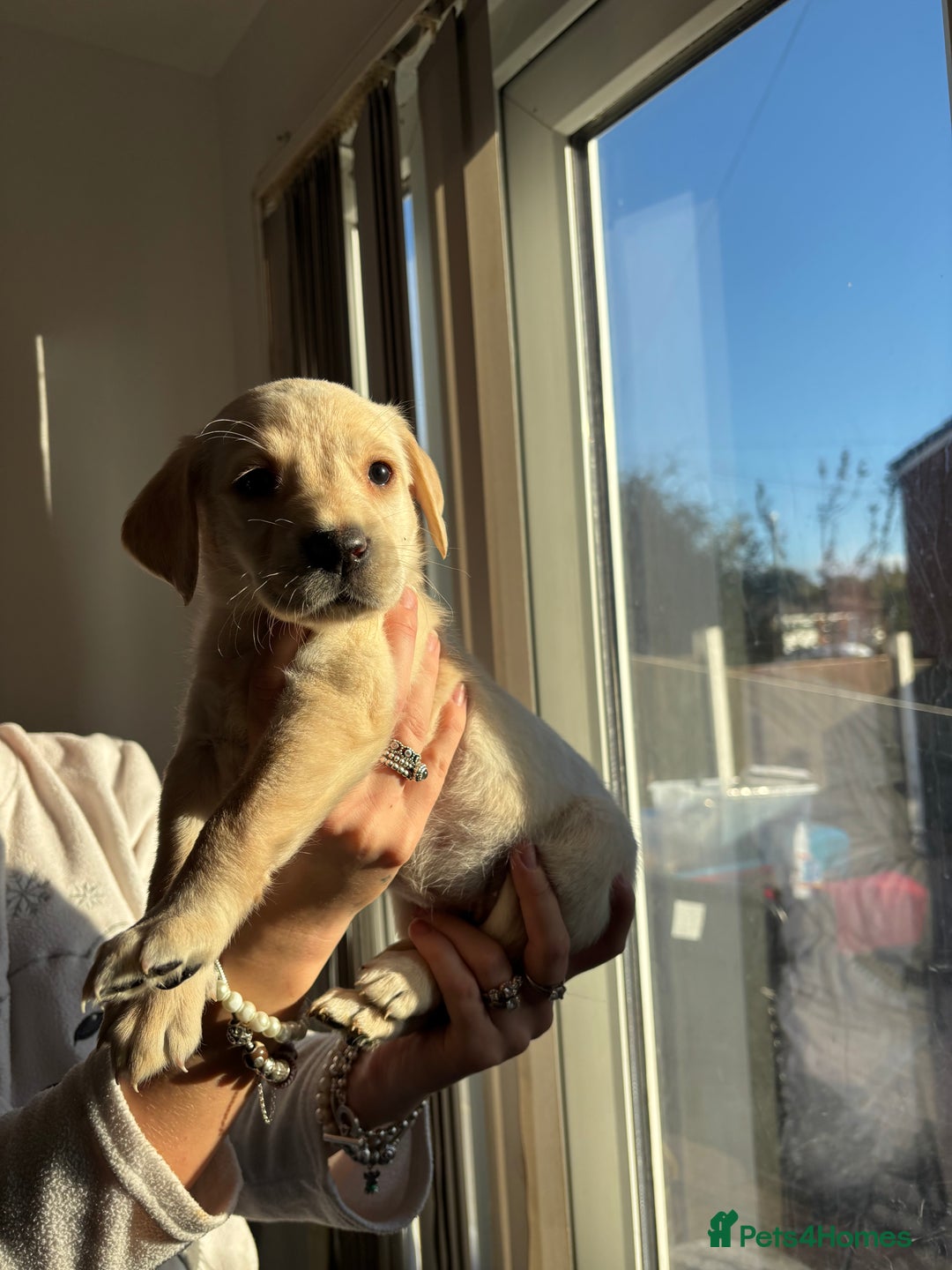 Labrador Retriever dogs for sale: Adorable Labradors ready for there forever  home  - Image 7