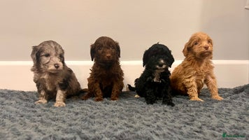 Cockapoo dogs - Advert 1