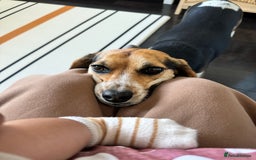 Beagle dogs for sale: Rambunctious friendly Beagle - Image 2
