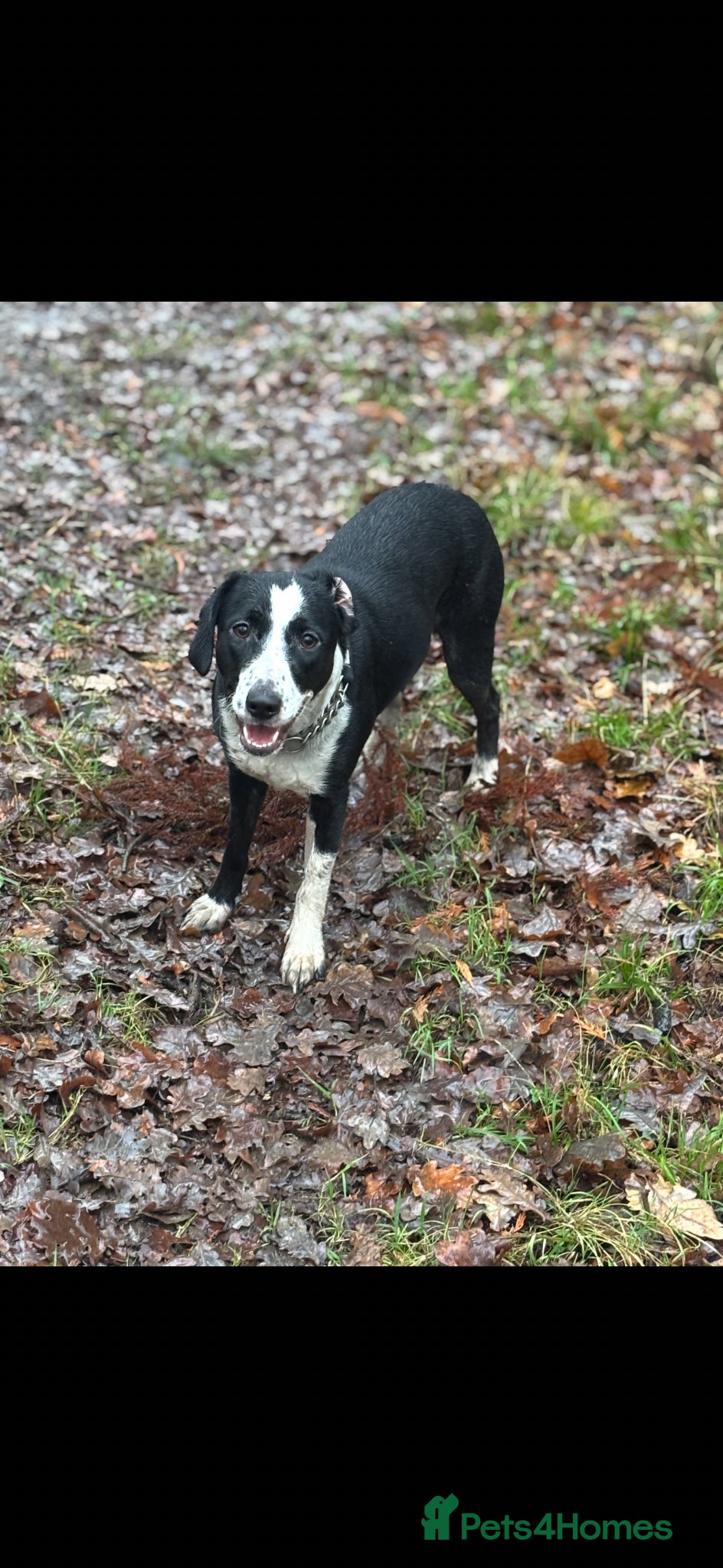 Mixed Breed dogs for sale: Staff Cross Puppies  in Towcester - Advert 2