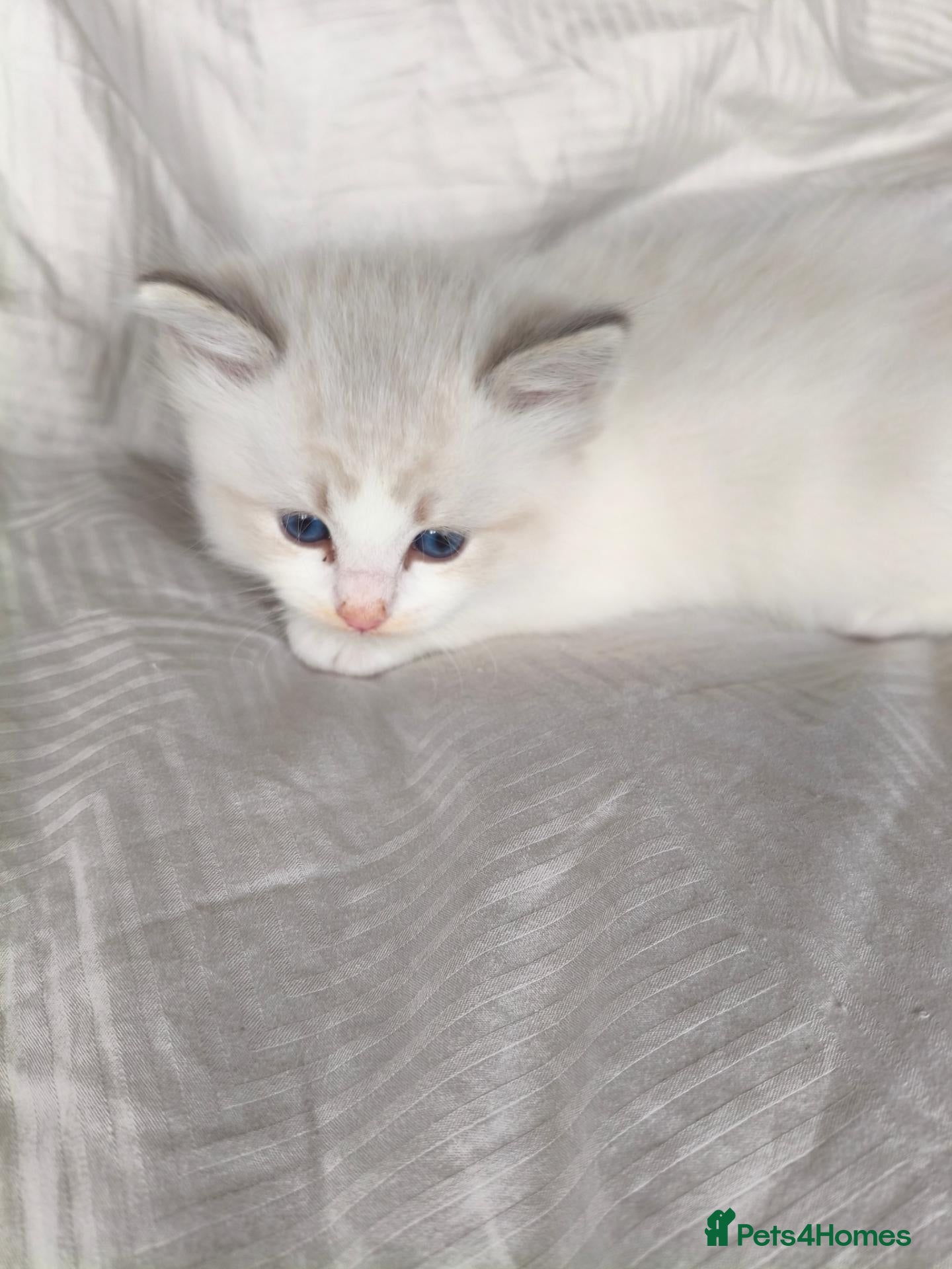 Ragdoll cats Ragdoll kitten 5 weeks old - Advert 9