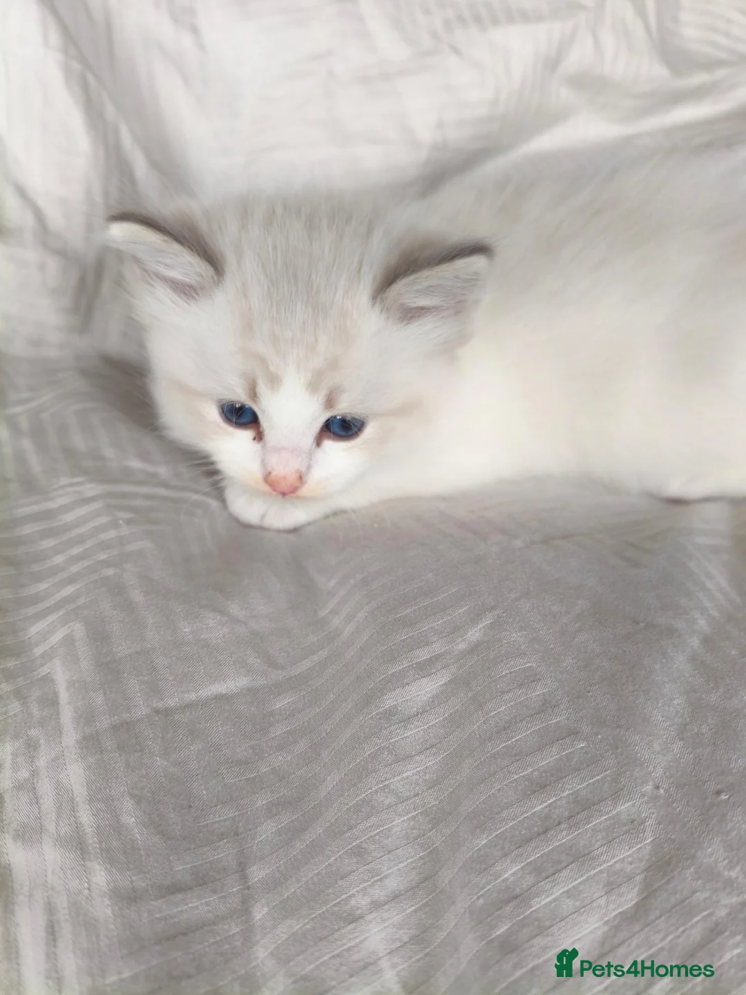 Ragdoll cats for sale: Ragdoll kitten 5 weeks old - Advert 1
