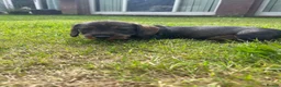 Dachshund dogs for sale: 3 beautiful boy wired haired sausages  - Advert 6