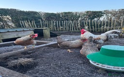 Chickens poultry for sale: Cream crested legbar - Image 4