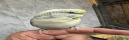 Budgerigars birds for sale: Budgie  - Advert 9