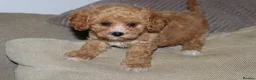Poochon dogs for sale: F1 Poochon puppies Health Tested parents  - Advert 3